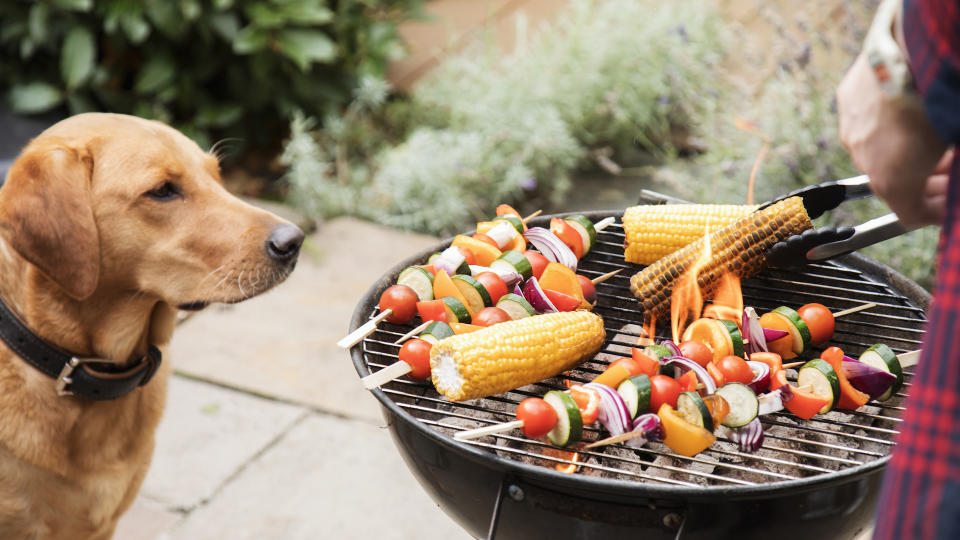 Dog eyeing up corn on cob at barbecue