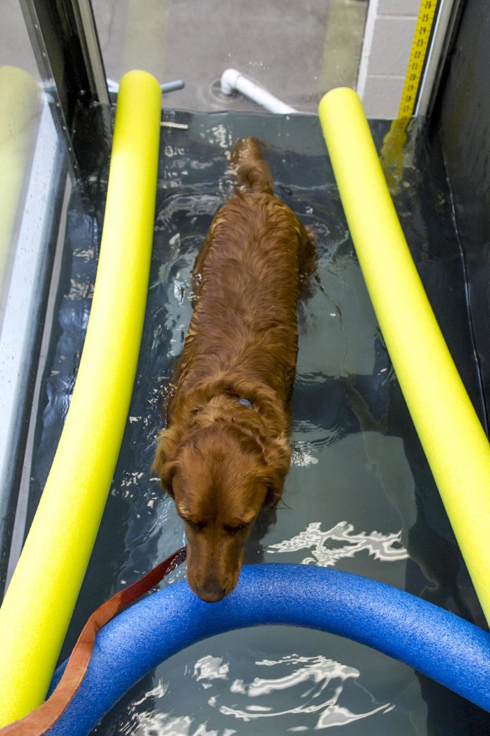 In this March 18, 2013 photo provided by Colorado State University,Zack, a golden retriever, uses an underwater treadmill for a gait study at the Small Animal Orthopaedics at the College of Veterinary Medicine and Biomedical Sciences, in Fort Collins, Colo. PT for pets is one of the fastest growing areas of veterinary medicine. (AP Photo/Colorado State University, Joe A. Mendoza)