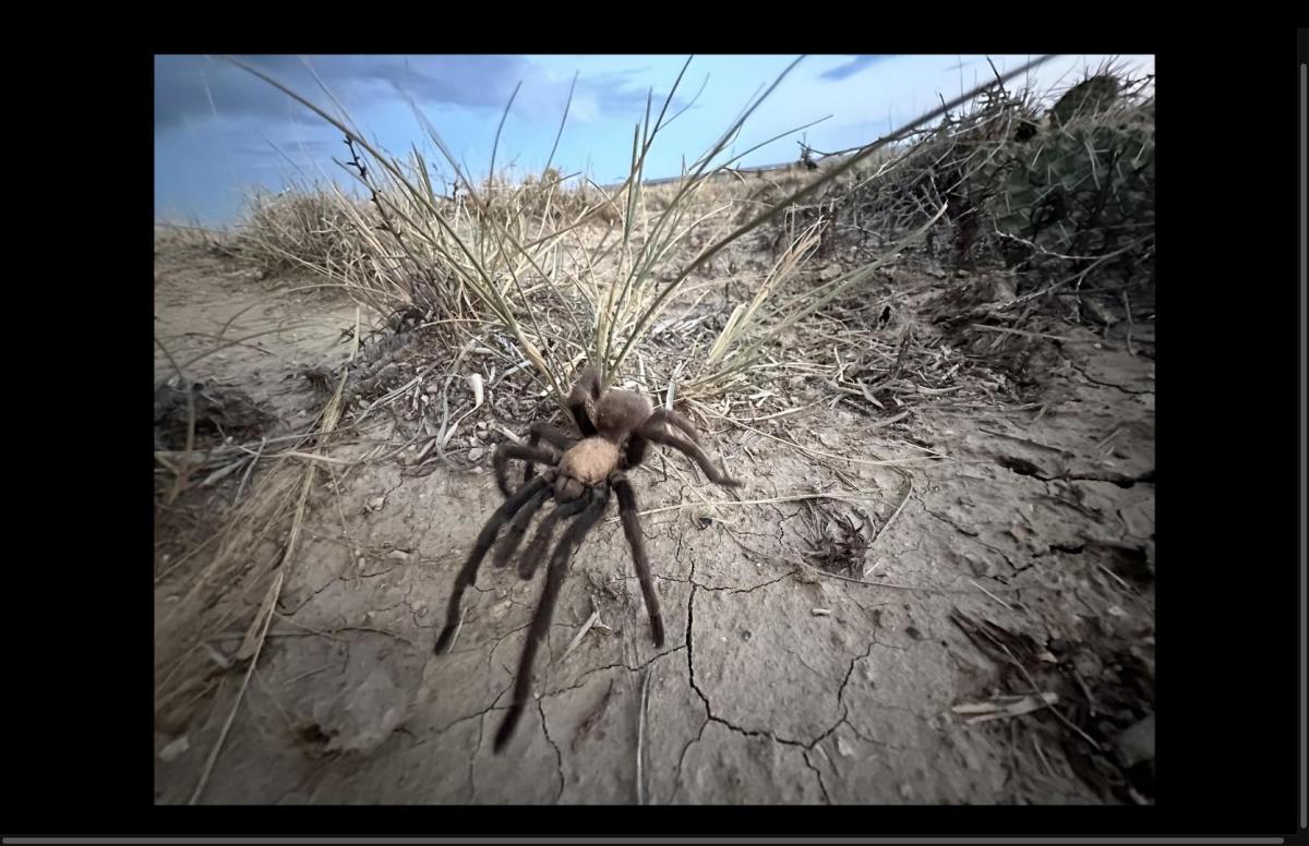 Love is in the air as tarantula mating gets underway in Colorado