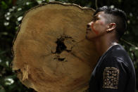 Tenetehara Indigenous man Ota Ka 'Apor, of the Ka’Azar, or Forest Owners, leans against a tree felled by illegal loggers, as the group patrols their lands on the Alto Rio Guama reserve in Para state, near the city of Paragominas, Brazil, Tuesday, Sept. 8, 2020. Three Tenetehara Indigenous villages are patrolling to guard against illegal logging, gold mining, ranching, and farming as increasing encroachment and lax government enforcement during COVID-19 have forced the tribe to take matters into their own hands. (AP Photo/Eraldo Peres)