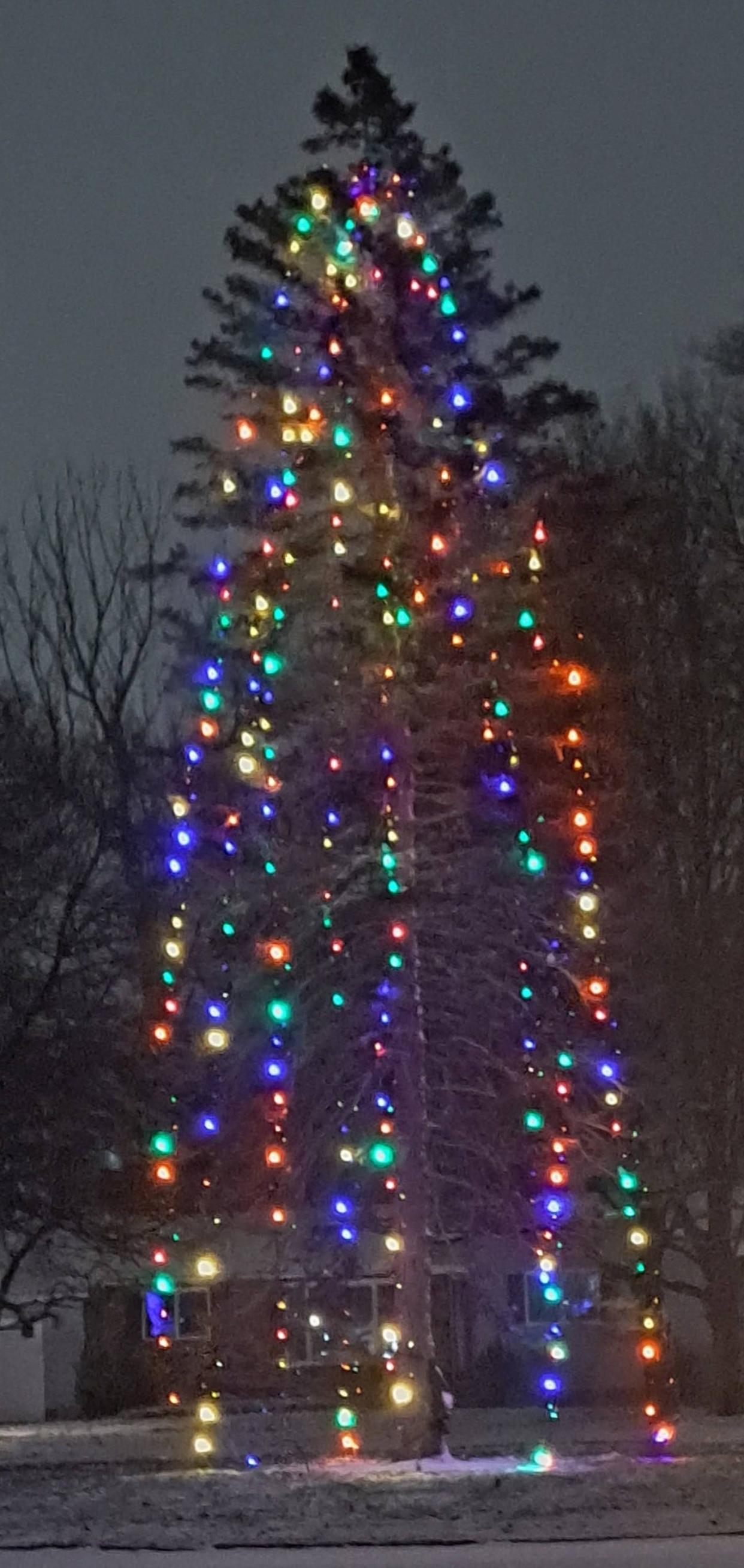 Here is how the spruce tree on Holiday Lane in Canandaigua looked over the holidays.