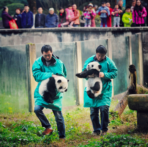 Baby pandas Chongqing zoo