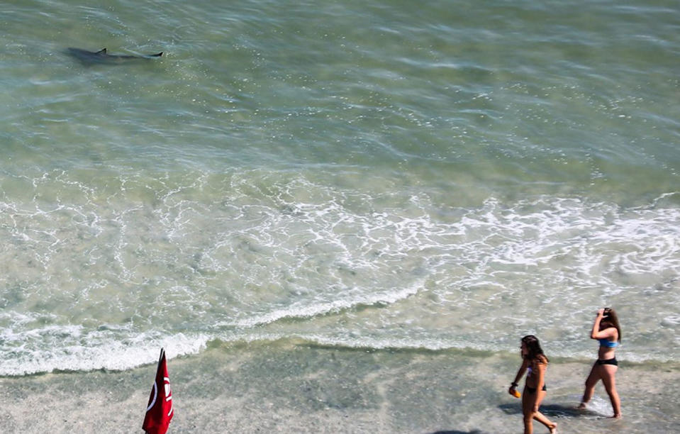 Another photo of the shark in shallow waters as girls walk past on the shore at North Myrtle Beach..