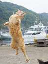 <p><span>Hisakata too one initial, intriguing photograph of one street cat in a kung fu pose. </span>(Photo: Hisakata Hiroyuki/Caters News) </p>