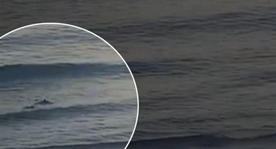 Grainy beach cam footage captured the moment the tiger shark latched on to a surfer's foot in Hawaii