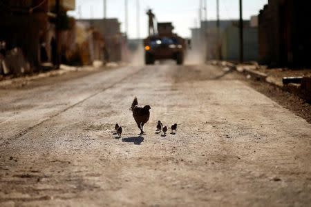 A hen with its chicks are seen on the street during clashes with Islamic State militants in the neighbourhood of Intisar, eastern Mosul, Iraq, December 6, 2016. REUTERS/Ahmed Jadallah