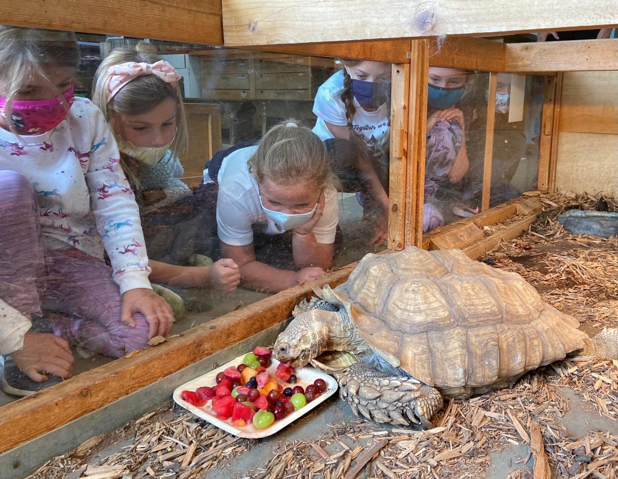 Visitors at the Raven Hill Discovery Center delight in watching a tortoise eat grapes.