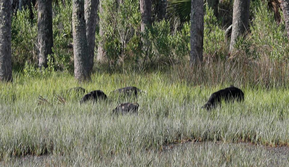 A group of feral hogs root around in the marsh as they feed on fiddler crabs.
