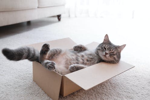   <span class="attribution"><a class="link " href="https://www.shutterstock.com/image-photo/cute-grey-tabby-cat-cardboard-box-1526963033" rel="nofollow noopener" target="_blank" data-ylk="slk:New Africa/shutterstock;elm:context_link;itc:0;sec:content-canvas">New Africa/shutterstock</a></span>