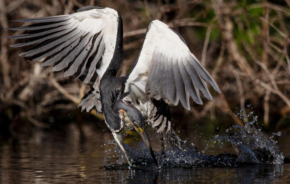 A tricolored heron skims across the waters at Lakes Park in search of a meal on Tuesday, May 2, 2023. It is nesting season for wading birds. 