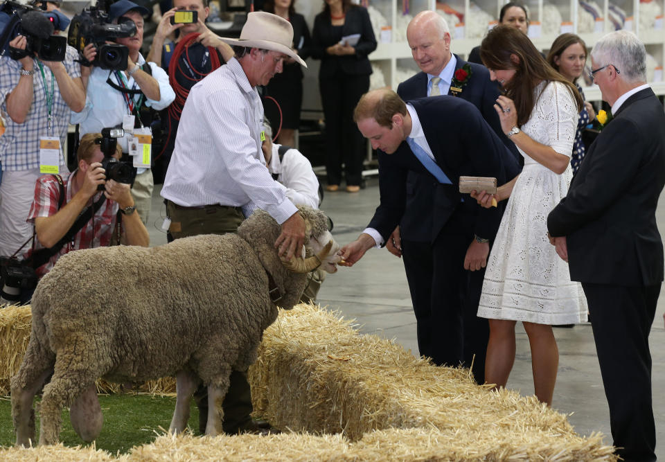 Britain's Prince William, center right, feeds a ram while his wife, Kate, the Duchess of Cambridge, second right, watches during a tour of sheep and wool exhibition at Sydney Easter Show in Sydney, Australia Friday, April 18, 2014. The royal couple, along with their son Prince George, are on the 10-day official visit. (AP Photo/Rick Rycroft)