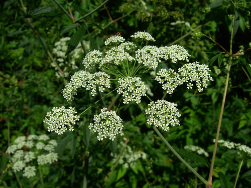 Water Hemlock