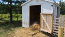 3 little pigs make New Brunswick their home