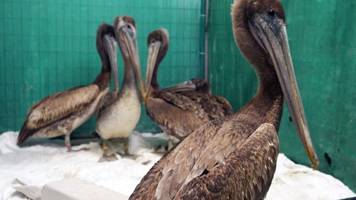 <div>Starving, injured pelicans in California. Photo: State Dept. of Fish and Wildlife.</div>