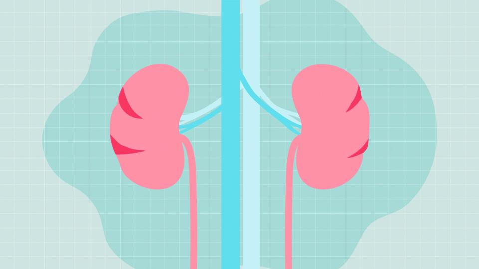 an illustration of kidneys on a designed background