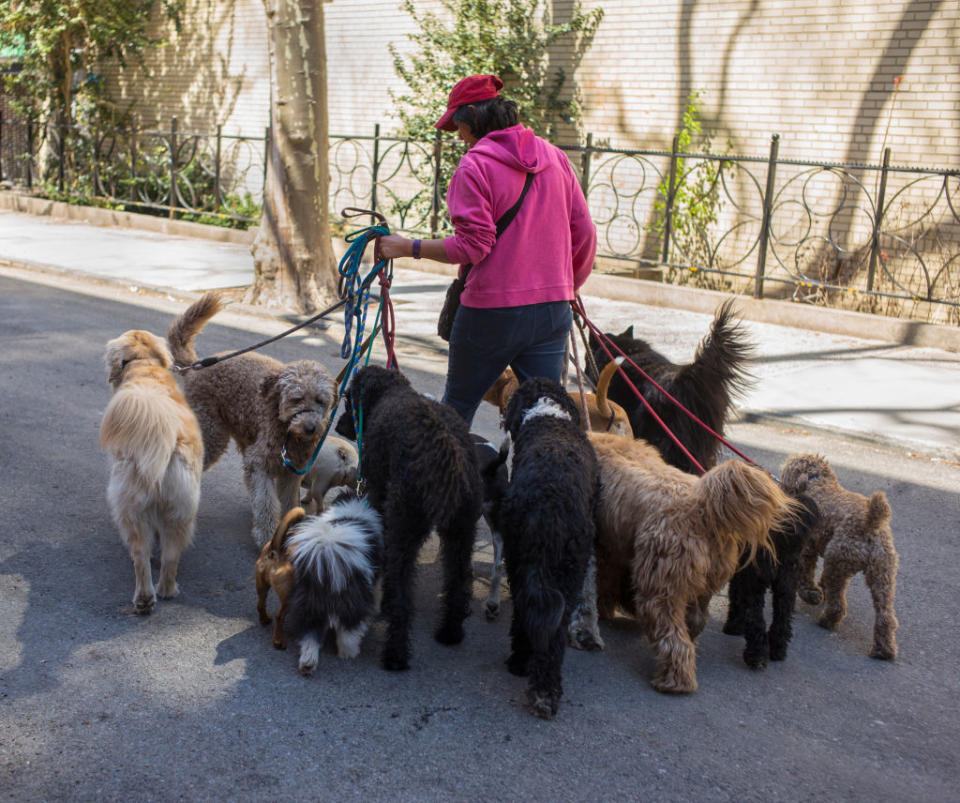 Person in pink top and red hat walking multiple dogs on a city street