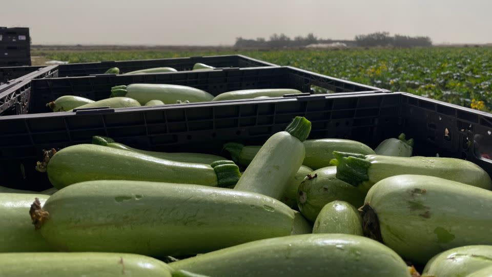 After many foreign workers fled Israel following the October 7 attacks, farmers were forced to abandon crops or rely on volunteers for the harvest. - Joseph Ataman/CNN