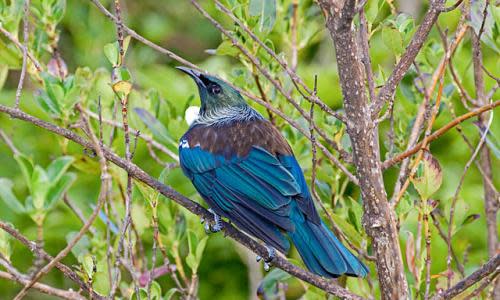 A tūī on Tiritiri Matangi island, New Zealand