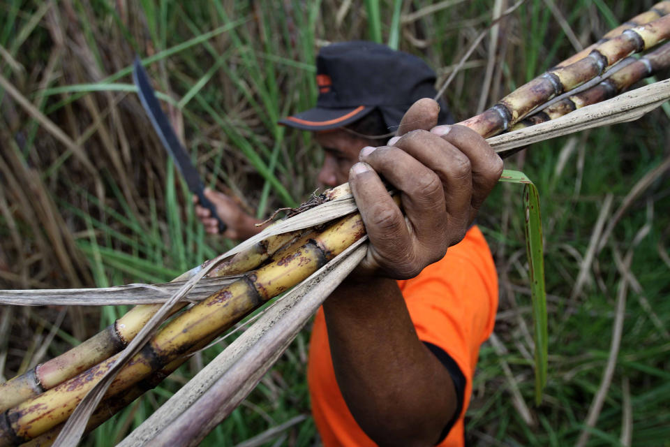 In this April 5, 2013 photo, worker Manoel Ramos collects sugar cane at the Brioso farm in Alexania, Goias state, Brazil. Produced since the early 16th century, cachaca is now made by more than 5,000 distillers throughout Brazil. Techniques vary from distillery to distillery and are often closely guarded secrets, but the basics remain constant. Cachaca is made from fresh-pressed sugarcane juice, extracted using a large roller press. The juice is filtered and then fermented in tanks. (AP Photo/Eraldo Peres)