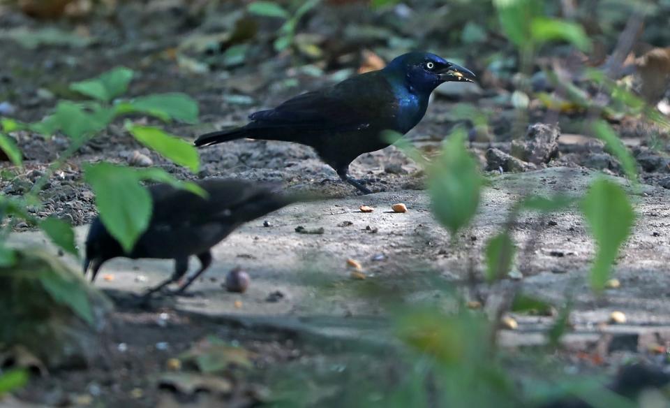 Common Grackles look for food by the Eagle Creek Ornithology Center, at Eagle Creek Park, Wednesday, Sept. 18, 2019.