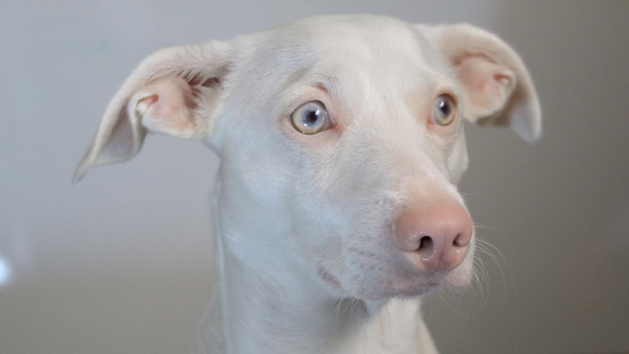 Albino dog