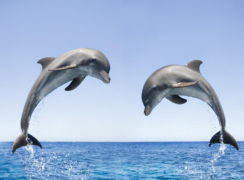 Bottlenose dolphins jumping (Tursiops truncatus), Honduras.