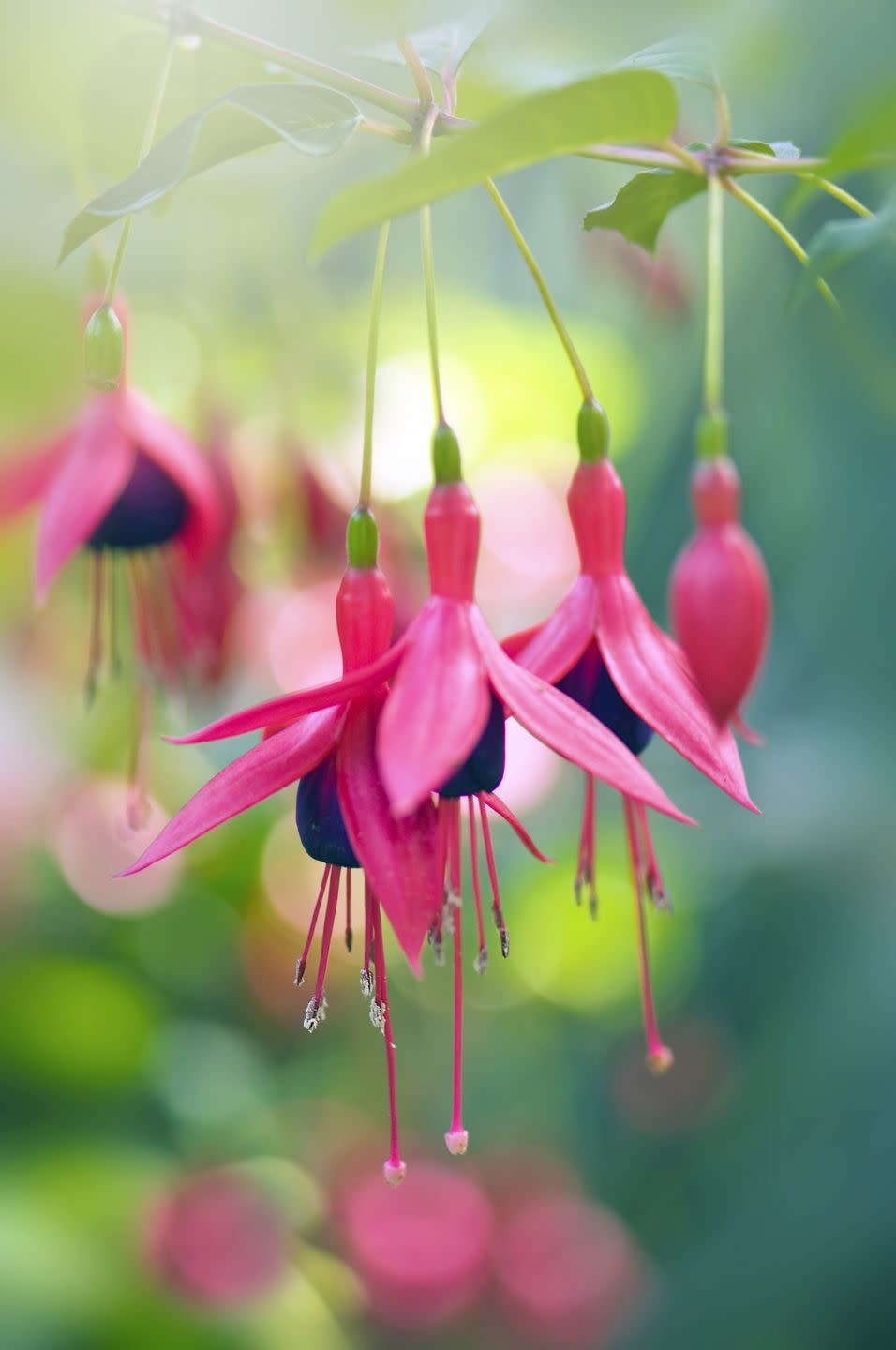 summer flowering pink fuchsia hanging flowers