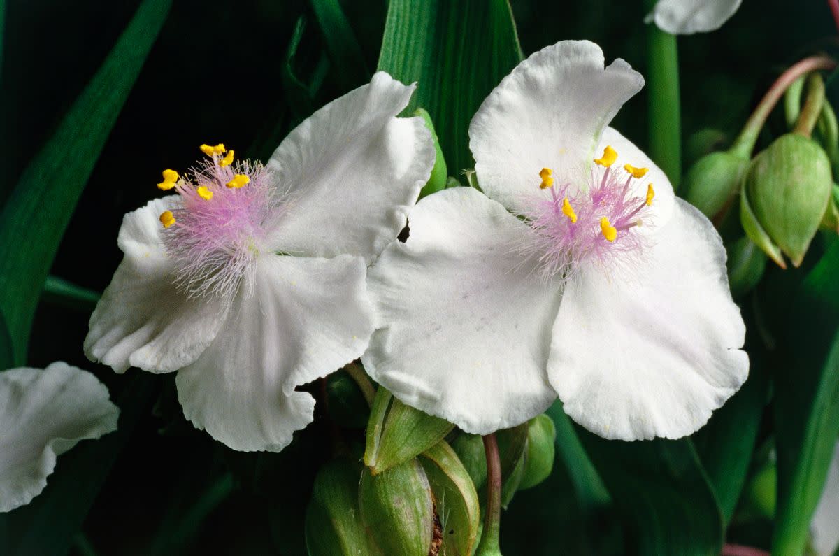 Two white flowers with purple centers are shown next to each other. 