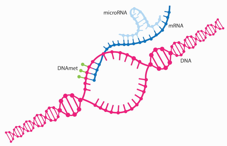 MicroRNA can silence genes by binding to mRNA. <a href="https://commons.wikimedia.org/wiki/File:Conceptual_overview_of_multiomics_-_digital_skewed.png" rel="nofollow noopener" target="_blank" data-ylk="slk:Kajsa Mollersen/Wikimedia Commons;elm:context_link;itc:0;sec:content-canvas" class="link ">Kajsa Mollersen/Wikimedia Commons</a>, <a href="http://creativecommons.org/licenses/by-sa/4.0/" rel="nofollow noopener" target="_blank" data-ylk="slk:CC BY-SA;elm:context_link;itc:0;sec:content-canvas" class="link ">CC BY-SA</a>