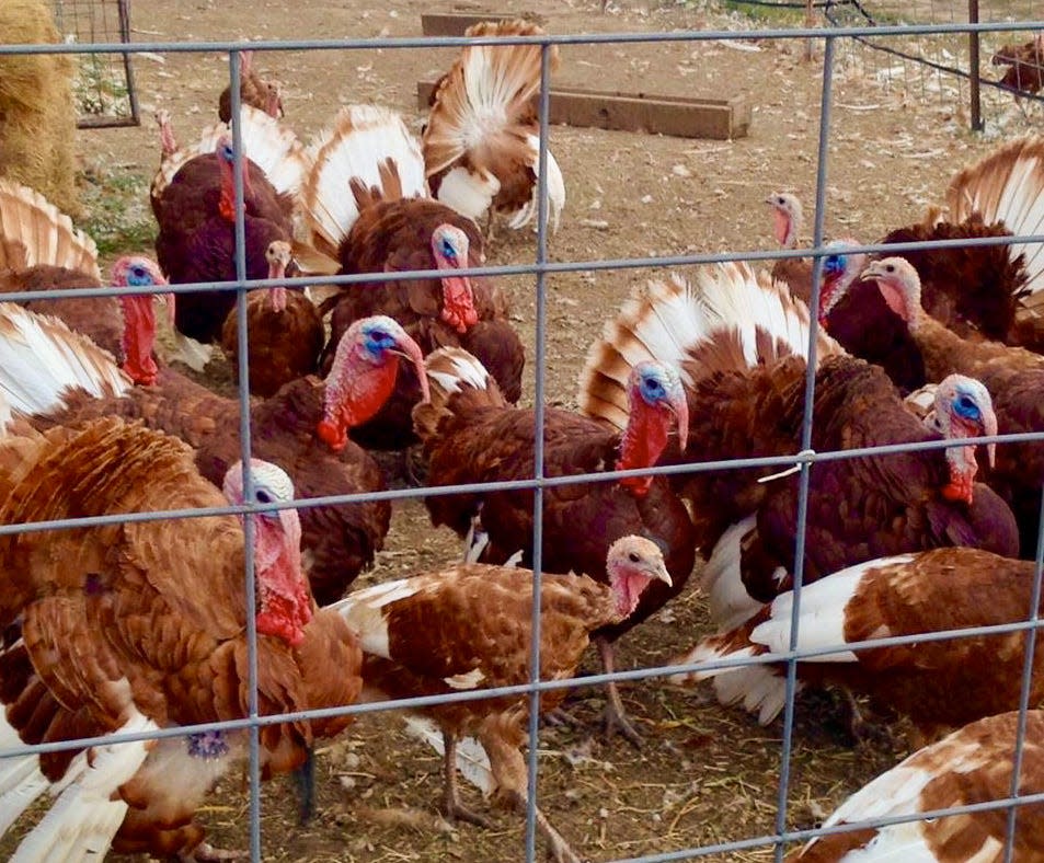 Bourbon Red heritage tom and hen turkeys often roam the lands of Bear Butte Gardens but are sometimes penned to make egg collection easier. The turkeys are playful birds that can be loud and boisterous.