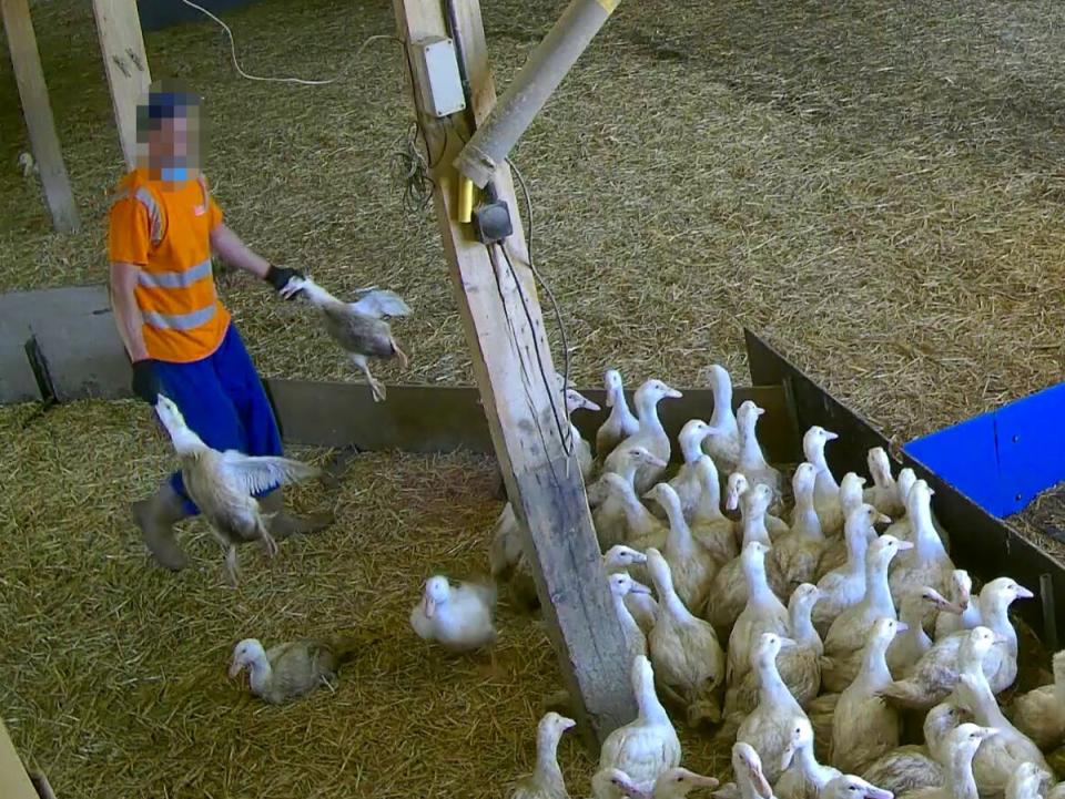 The footage shows ducks being carried by their beaks or necks (Animal Justice Project)
