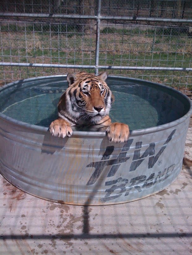 Duke the tiger was one of the animals euthanized, according to the sanctuary.