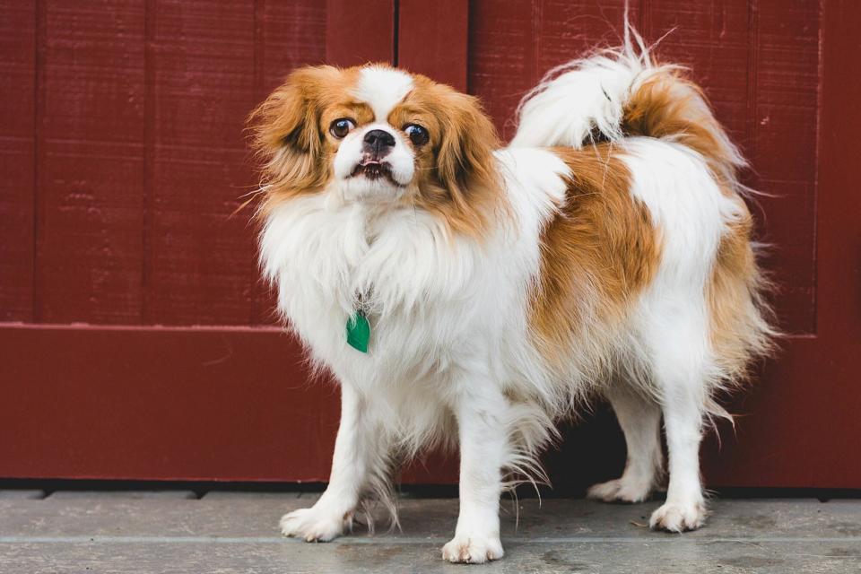 White and orange japanese chin stands in front of red door