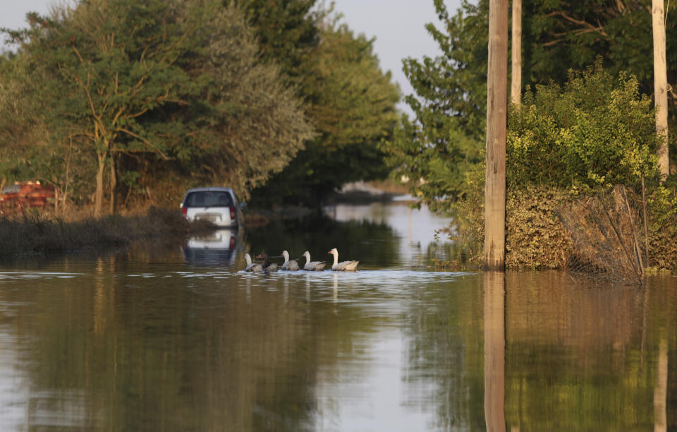 Ducks cross a flooded road in the town of Palamas, near Karditsa, Thessaly region, central Greece, Friday, Sept. 8, 2023. Rescue crews in helicopters and boats are plucking people from houses in central Greece inundated by tons of water and mud after severe rainstorms caused widespread flooding. (AP Photo/Vaggelis Kousioras)