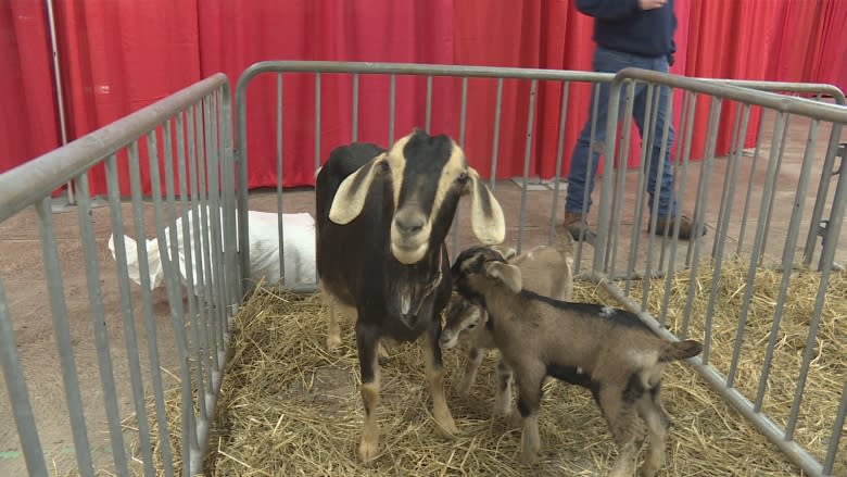 Agriculture Adventure Days brings the farm to students