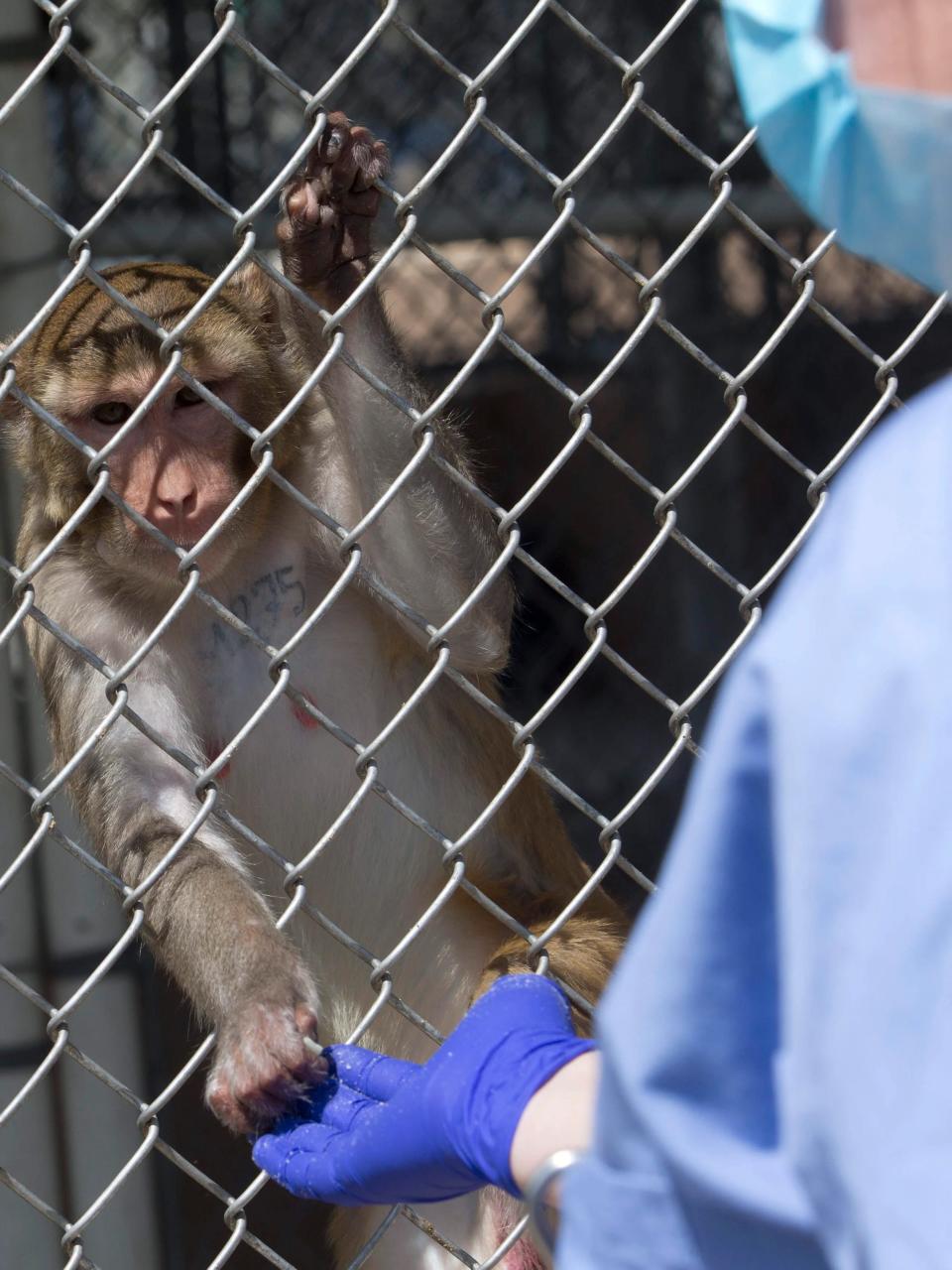 In this April 9, 2015 photo, a behaviorist at Primate Products demonstrates clicker training used to accustom monkeys to working with humans in Hendry County, Fla. Primate Products is one of three, with a fourth in the works, of monkey breeding farms in the area, and the possibility that the small, rural county will become the country's biggest supplier of research primates has some neighbors and many animal rights activists howling.