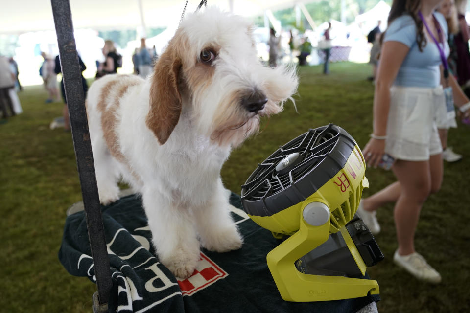 Pucker, a petit basset griffon vendeen, uses a fan to cool off while waiting to compete in the 146th Westminster Kennel Club Dog show, Monday, June 20, 2022, in Tarrytown, N.Y. (AP Photo/Mary Altaffer)