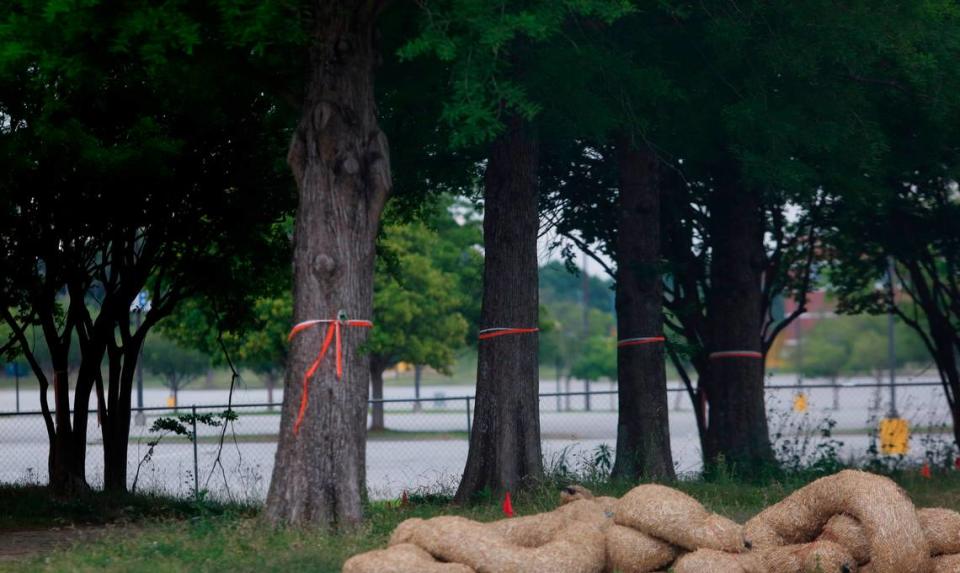 The city of Columbus has shared a tree plan for the proposed Golden Park redevelopment site. The plan is a a large drawing that shows 73 trees that will eventually be planted after construction is finalized, and after 148 trees that are currently in the ground are removed at the five-acre site. 04/30/2024 Mike Haskey/mhaskey@ledger-enquirer.com