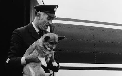 The Queen's corgis fly in the cabin - Credit: Getty