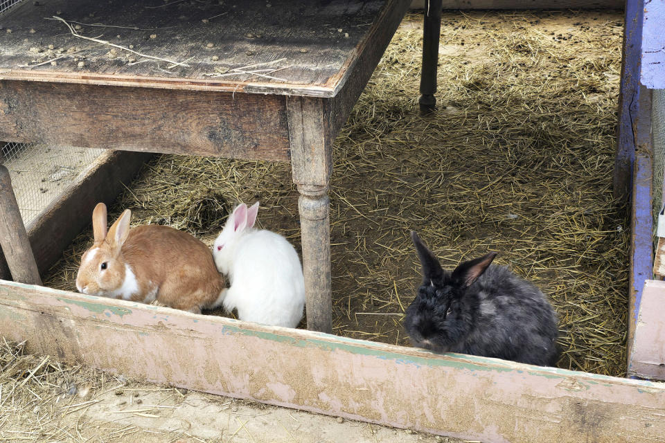 Bunnies Rabbit Abuse Animal Pet (Courtesy Bunny World Foundation)