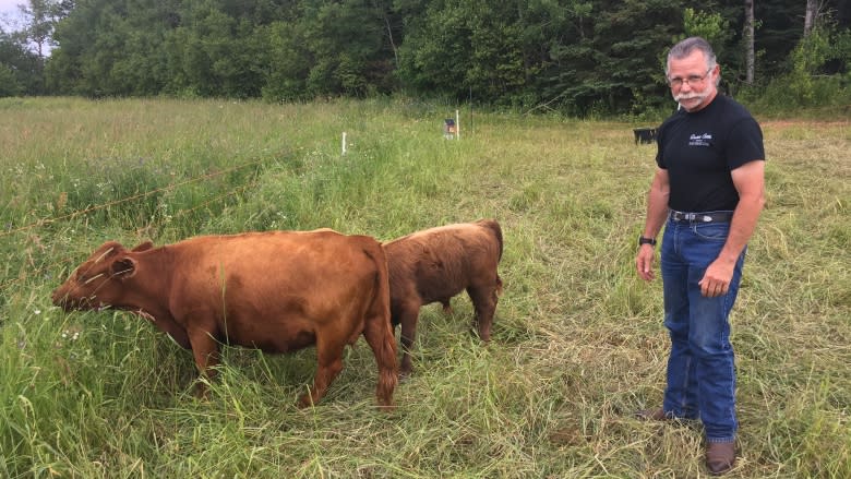 Honey I shrunk the cattle: P.E.I.'s only organic beef farm features mini cows