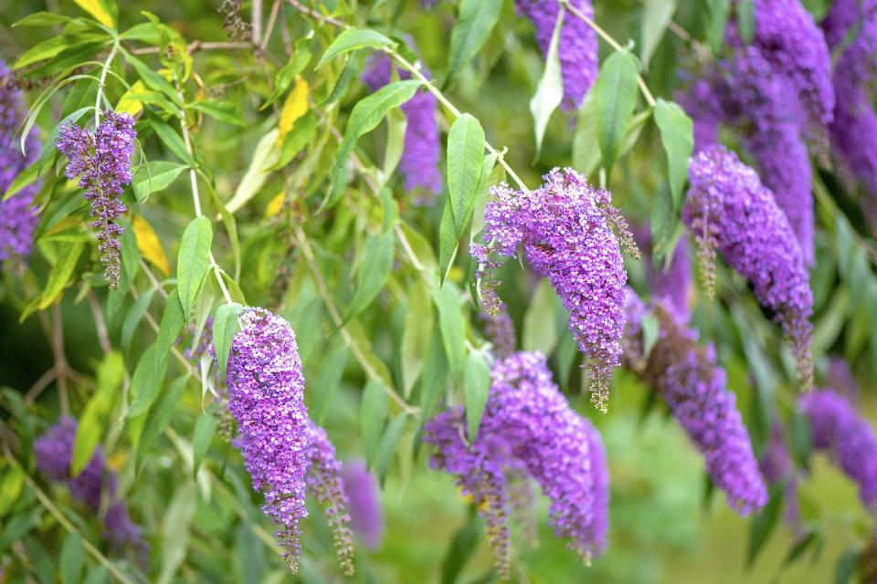 close up image of the beautiful summer flowering buddleja, or buddleia, commonly known as the butterfly bush purple flower