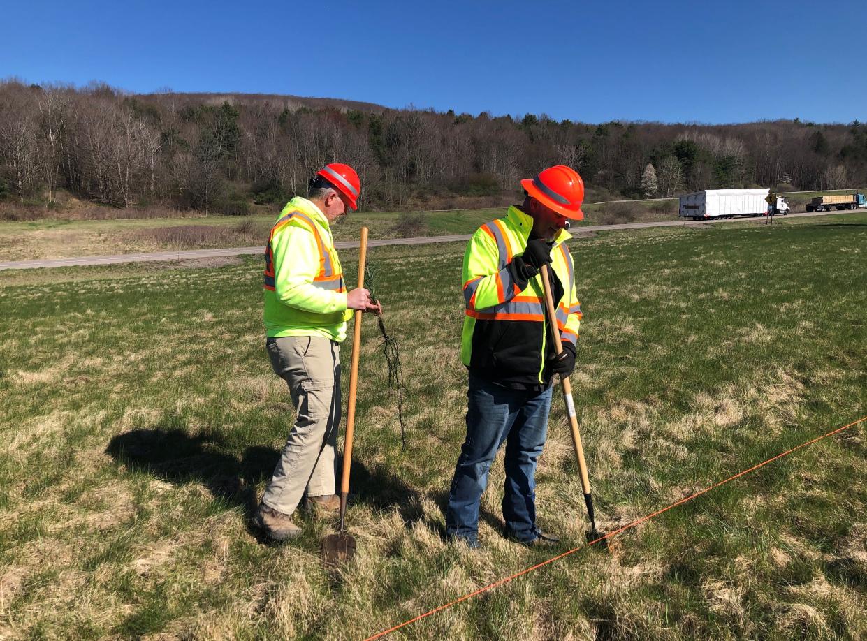 New York state Department of Transportation, Region 6, workers plant white pine trees Monday at the Almond-Hornell Scenic Overlook off I-86. Approximately 100 trees were planted at the overlook site.