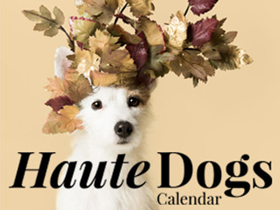 Wesentlich augenfreundlicher als die kackenden Hunde sind da doch diese Exemplare: Der “Haute Dogs Kalender“ macht aus Hunden Dekoelemente mit stylishen Kopfbedeckungen.