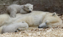 Twin polar bear cubs lie on their mother Giovanna outside in their enclosure at Tierpark Hellabrunn in Munich, March 19, 2014. The 14 week-old cubs, who made their first public appearance on Wednesday, have yet to be named. REUTERS/Michael Dalder (GERMANY - Tags: ANIMALS SOCIETY TPX IMAGES OF THE DAY)