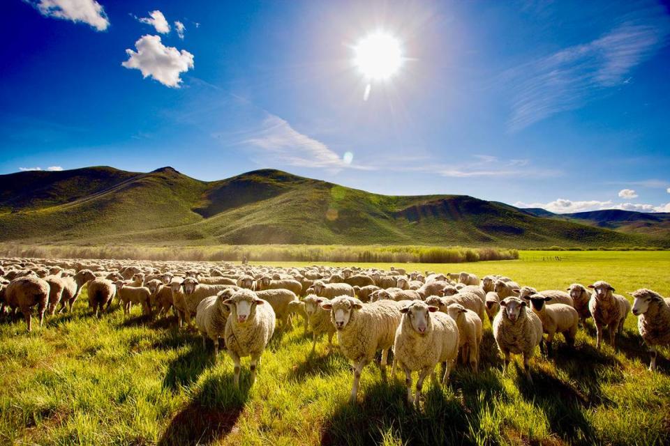 At peak operations, the ranch can hold up to 9,000 sheep. The Beans are currently operating the ranch at minimal capacity as they prepare for retirement.