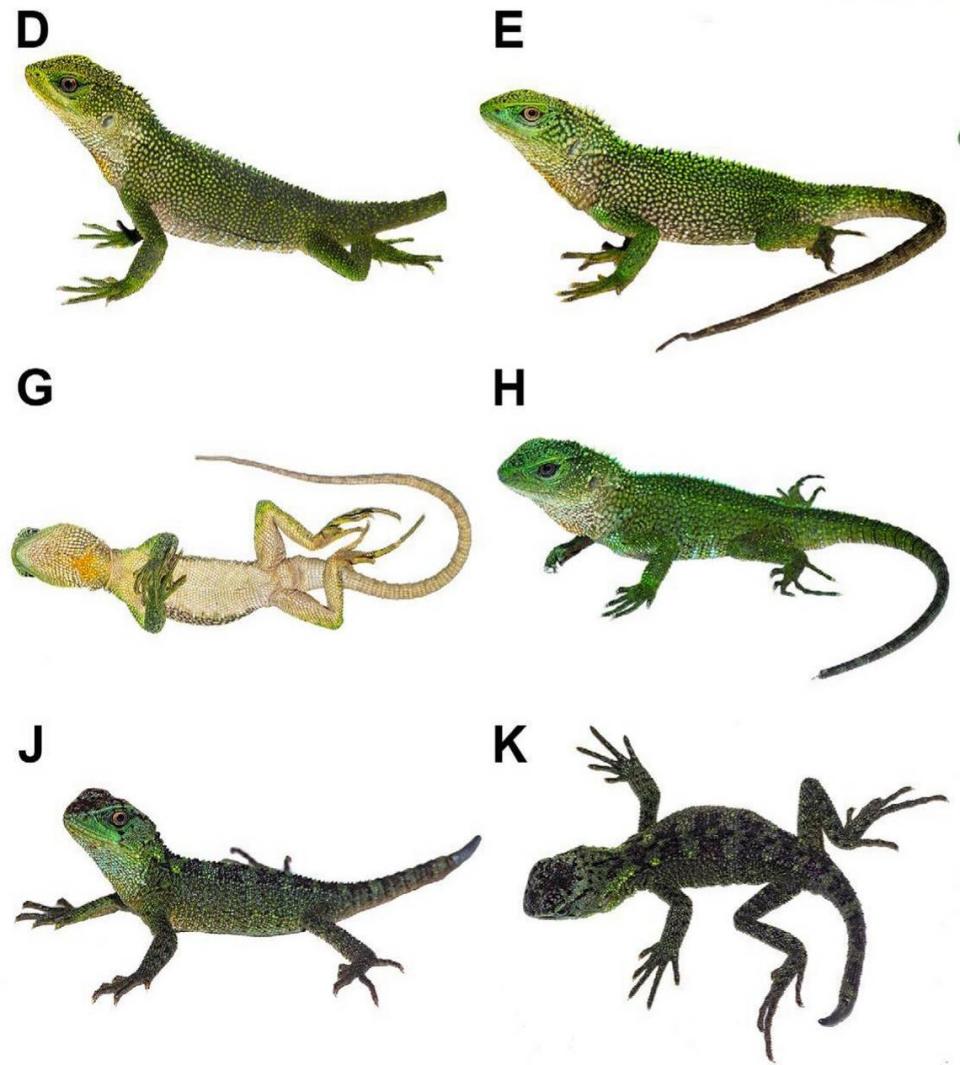 Several male Enyalioides cyanocephalus, or blue-headed wood lizards, showing the variety in coloring.