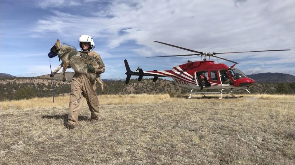 In this Jan. 30, 2020 image provided by Zach Bryan, U.S. Fish and Wildlife Service biologist Maggie Dwire carries a Mexican gray wolf from a helicopter after it was captured near Reserve, New Mexico, during an annual survey of the endangered species. The Fish and Wildlife Service on Wednesday, March 18 announced the result of a latest survey, saying there are at least 163 wolves in the wild in New Mexico and Arizona. That marks a nearly 25% jump in the population from the previous year. (Zach Bryan via AP)