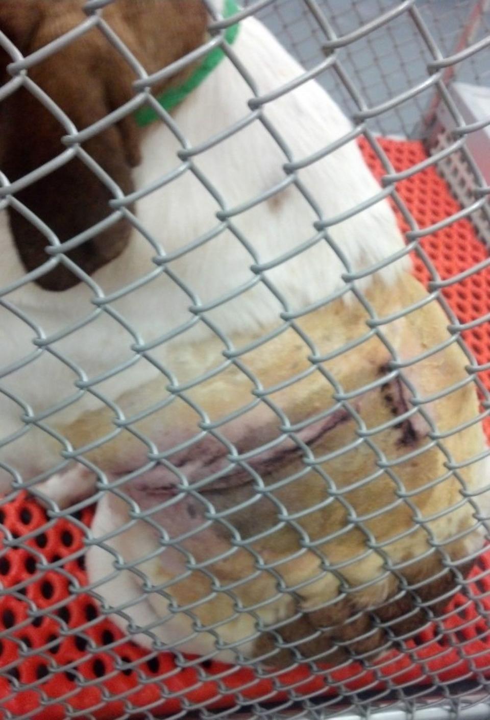 A caged dog at the VA Medical Center in Richmond, VA.