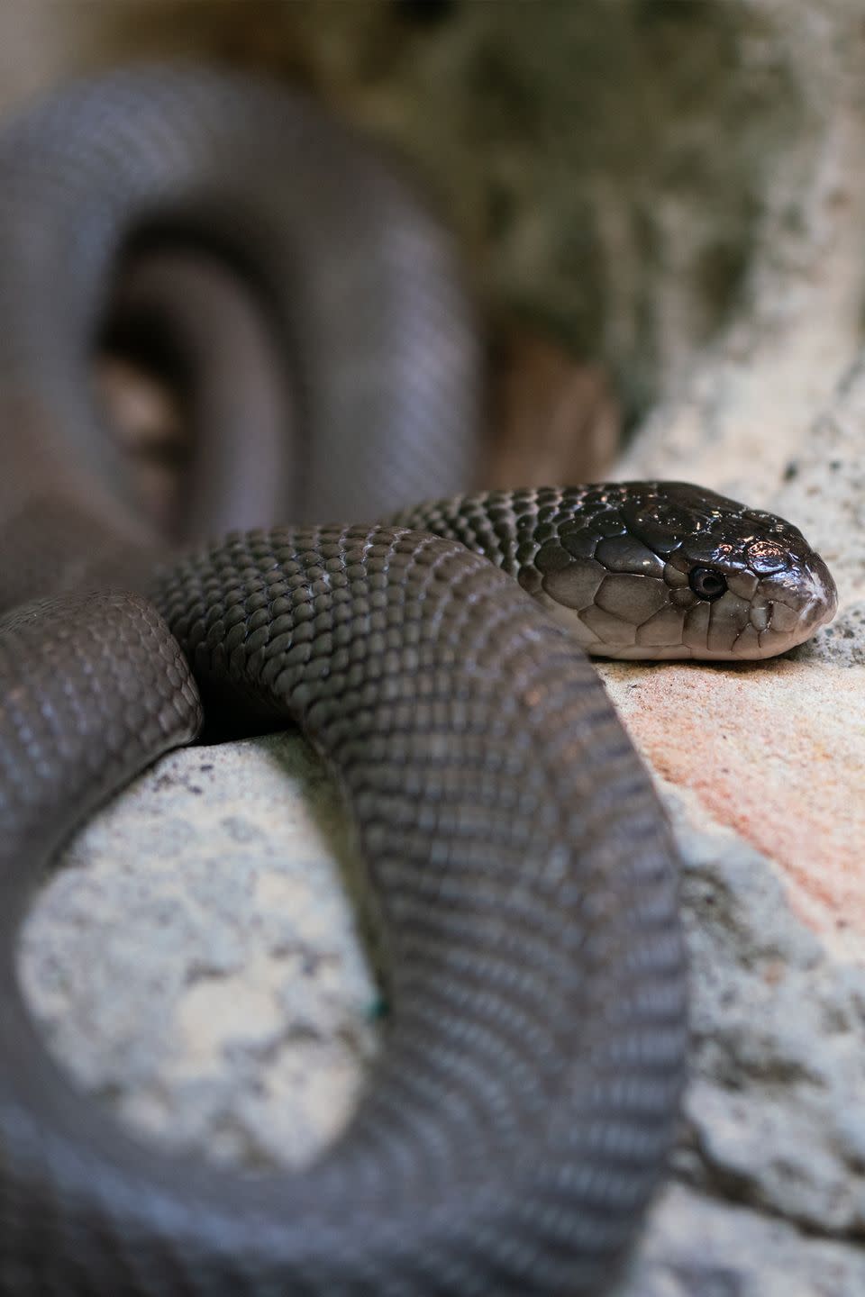 <p>The inland taipan is the world's most venomous snake based on the potency of its venom. Its median lethal dose for mice has been calculated at 0.025mg/kg. It only hunts mammals, and its venom attacks the human nervous system, blood, muscles, and organs.</p>